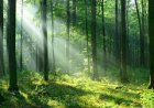 The Art of a Fulfilling Life